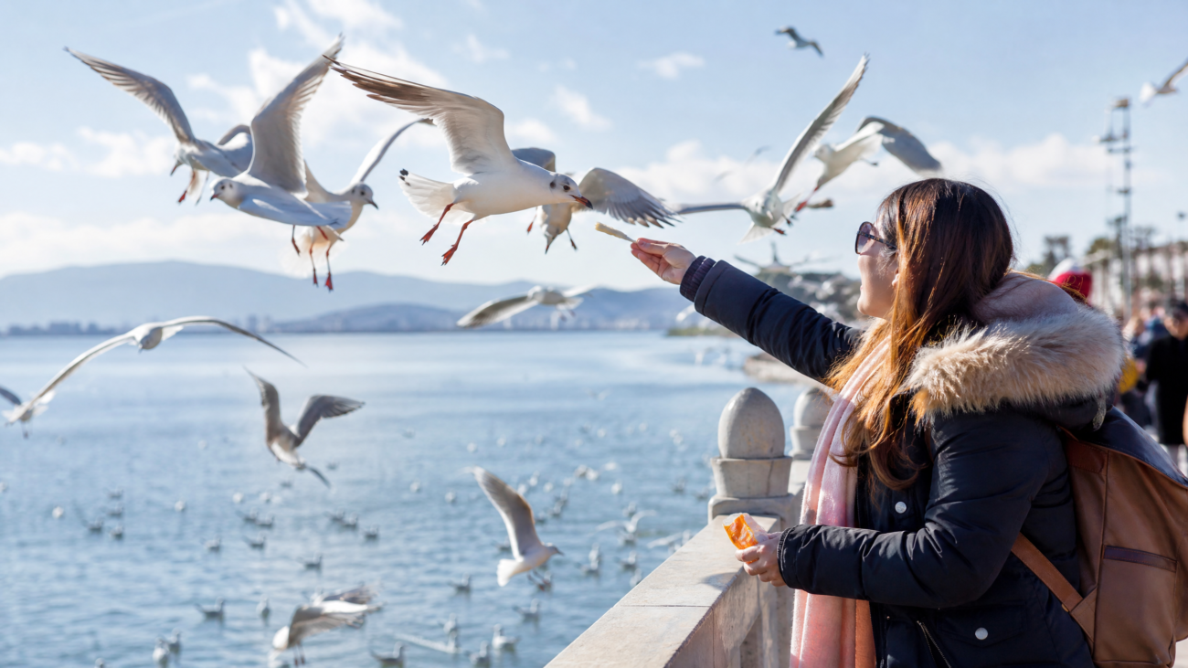 kunming green lake seagulls